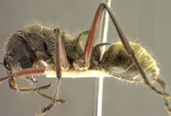 Media type: image; Entomology 21659   Aspect: habitus lateral view